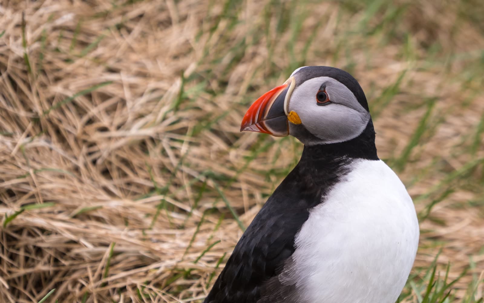 Frailecillo en Islandia en verano — la mejor época para ver frailecillos es entre abril y agosto